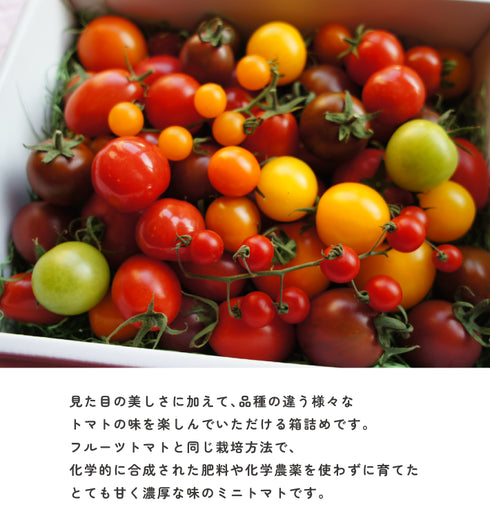 アルテminiの宝石箱☆約10種類のトマトの詰め合わせ